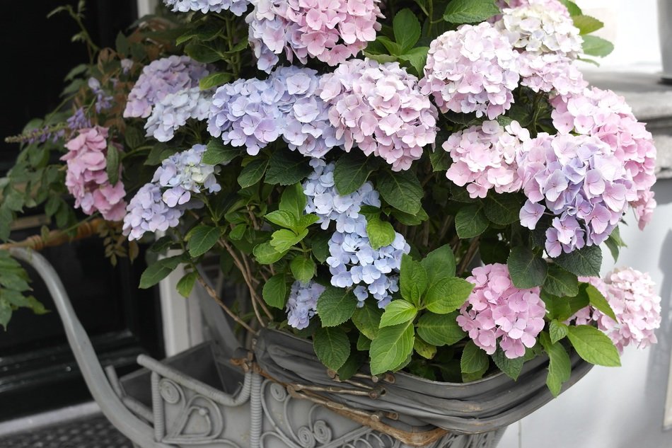hydrangea beautiful flower wallpaper
