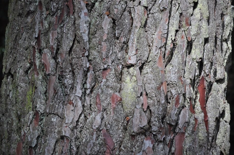 bark tree rough background wood