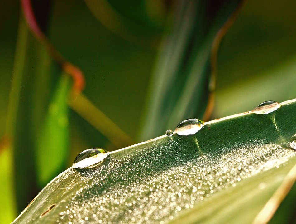 drops of water rosa