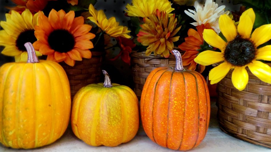 halloween pumpkin holiday autumn