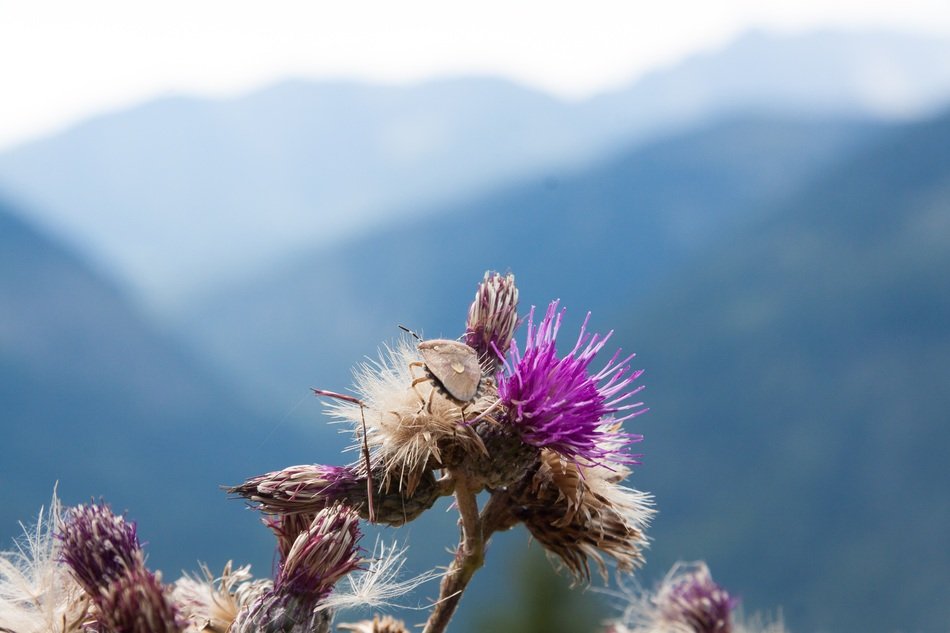 thistle blaudistel leaf bug