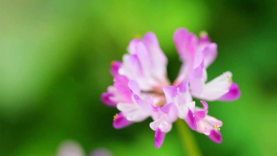 flower close up macro