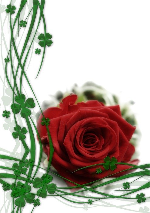 leaves and rose on a white background
