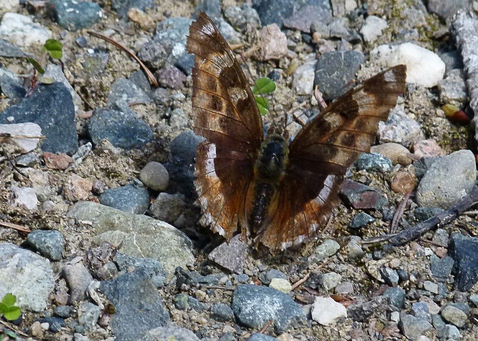 butterfly rocks sitting insect