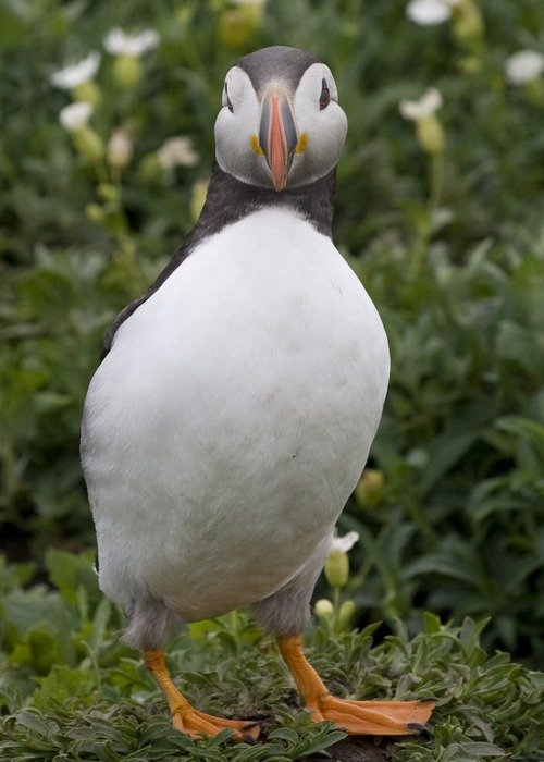 puffins alcids birds fratercula