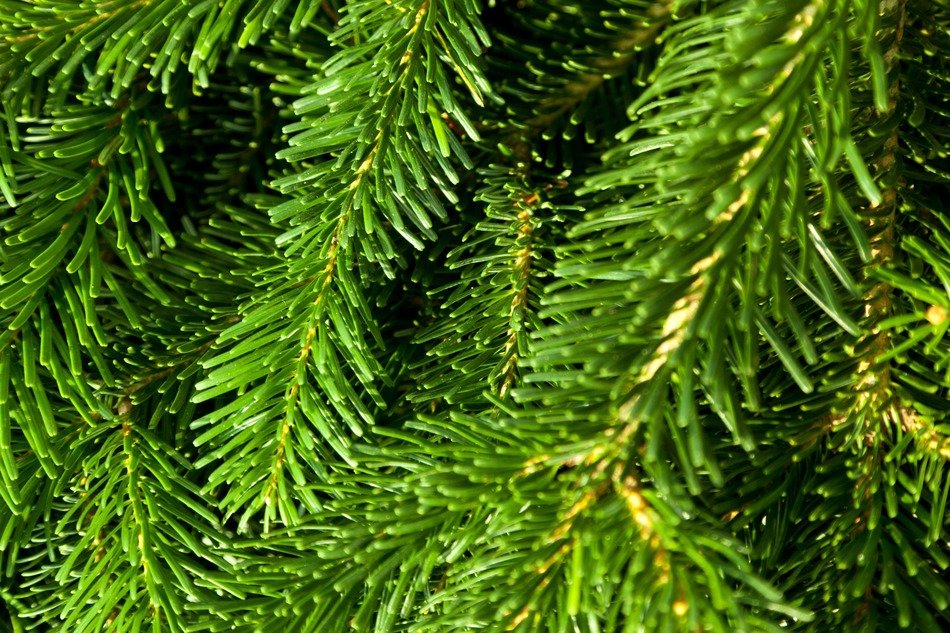 backdrop branch coniferous