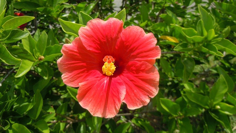 hibiscus red orange petals
