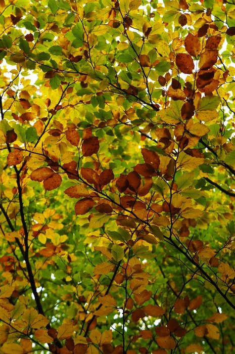 leaves background autumn nature