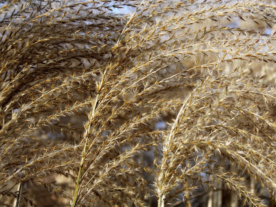 reed plant nature winter landscape