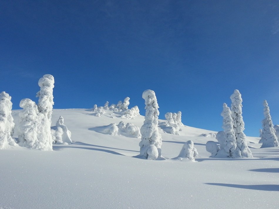 winter snow trees norway kvitfjell