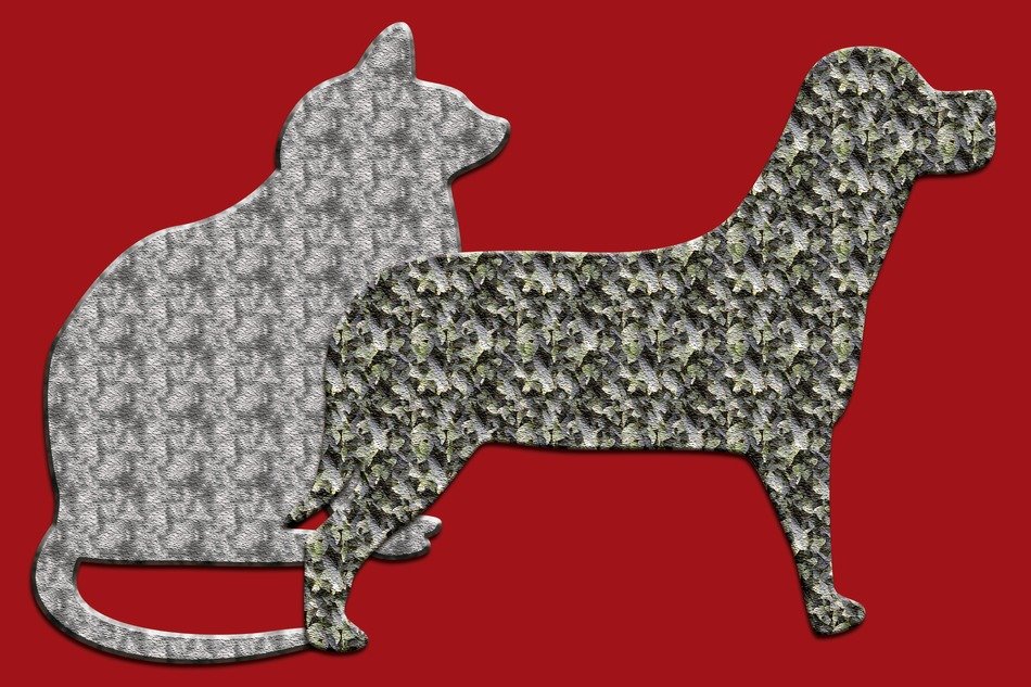 cat dog animal background
