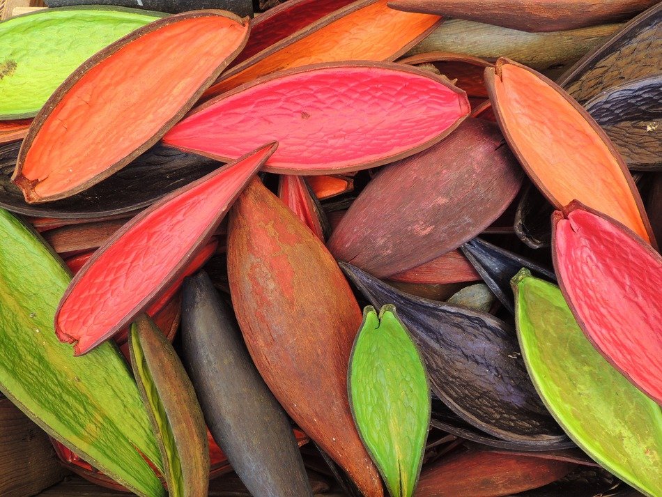 colored shell nature pattern