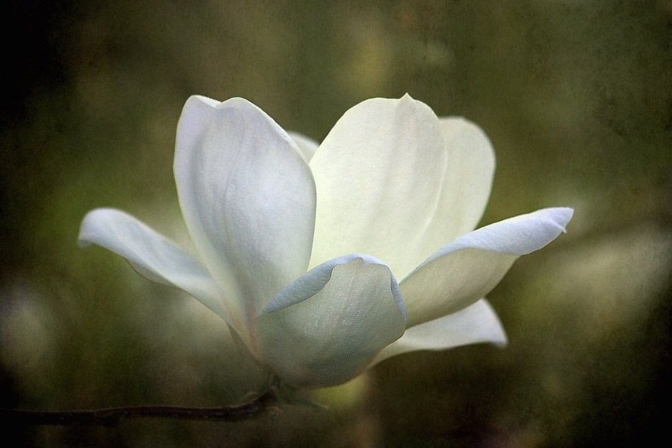 magnolia flower texture blossom