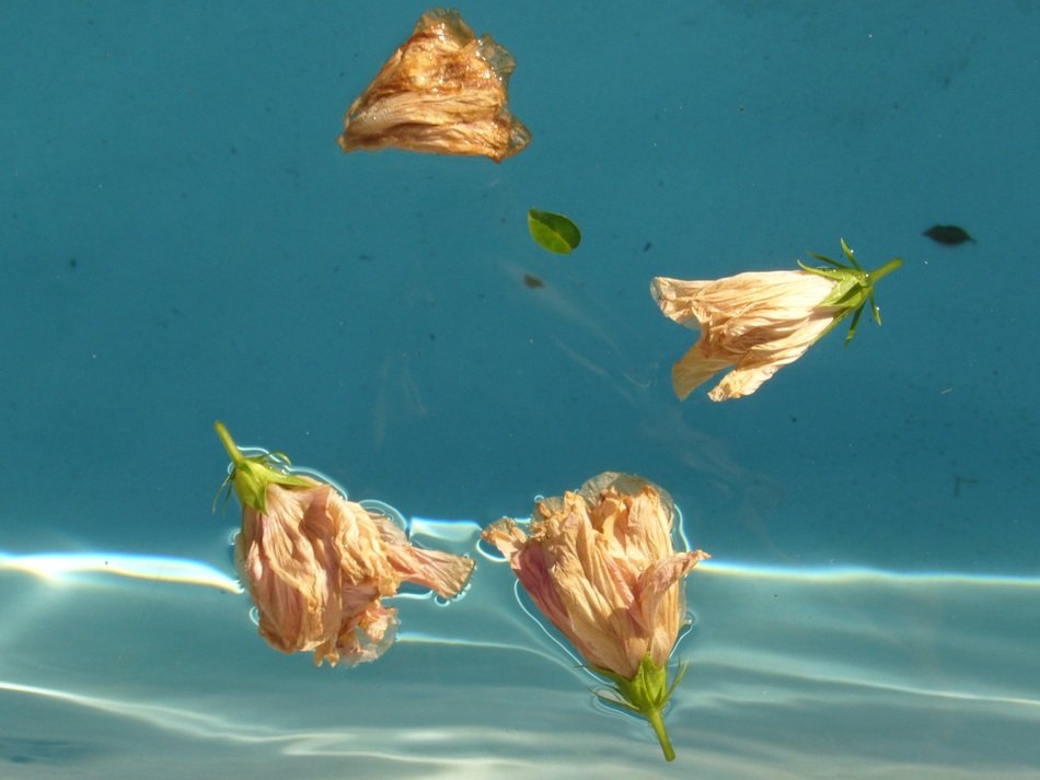 water flower blue hibiscus float