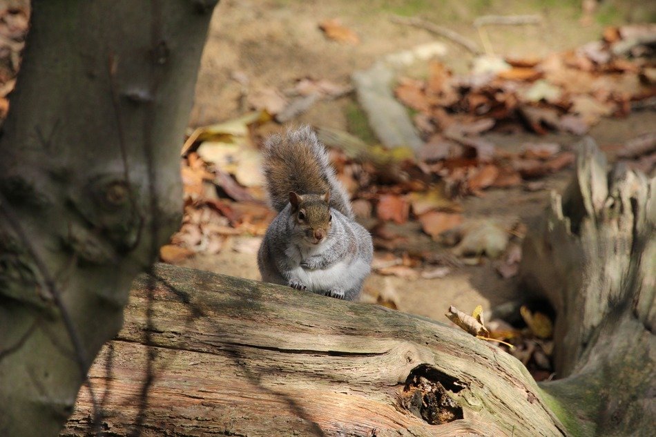 squirrel wildlife animals mammals