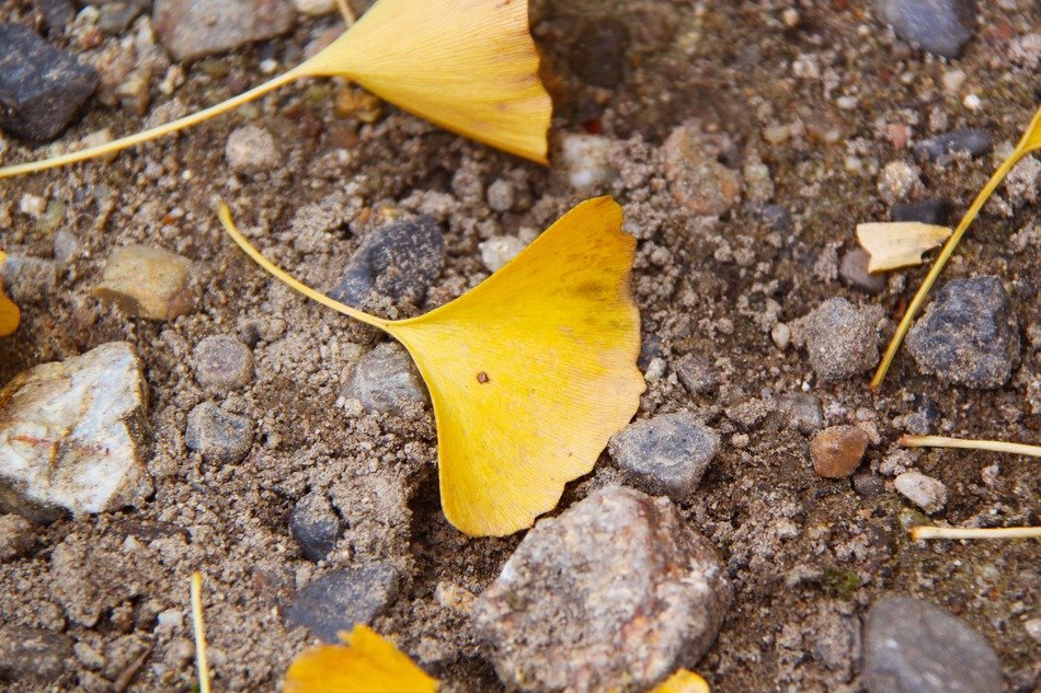 fallen leaves yellow leafy grounds