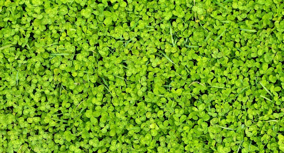 green spring nature background