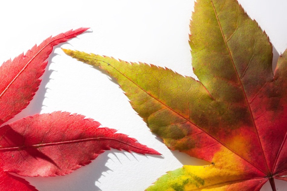 two leaves of the Japanese maple as background