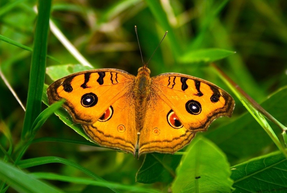 butterfly gardens greenery