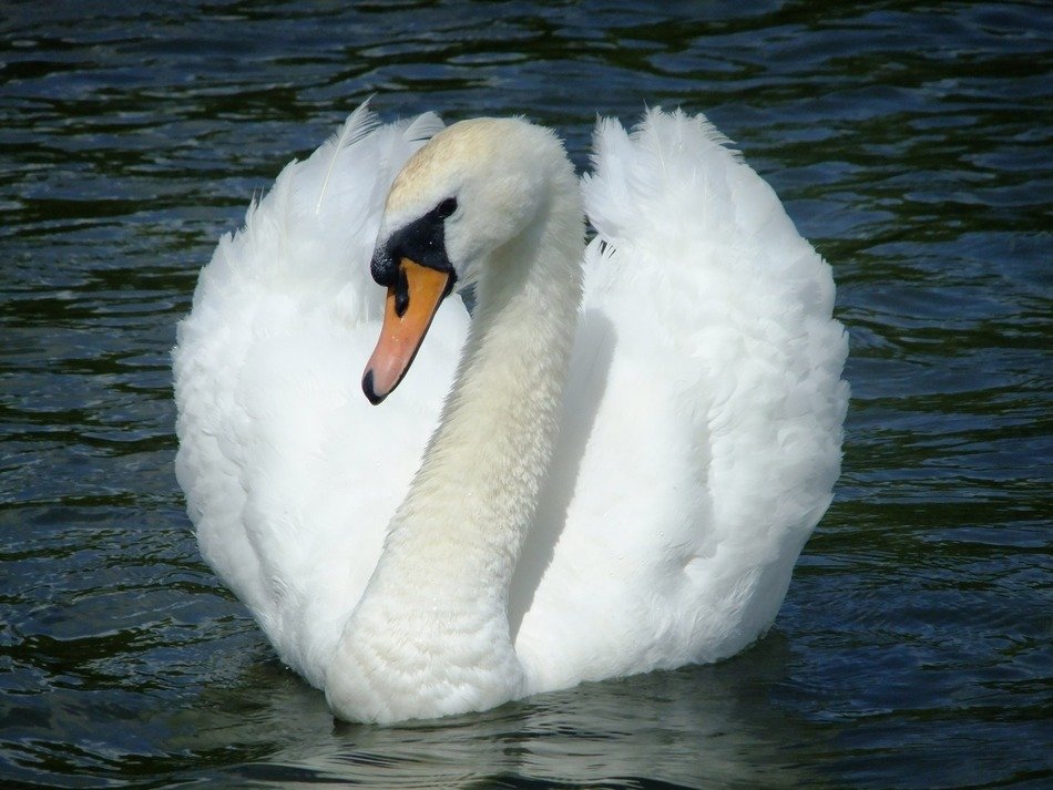 swan water birds bright swimming
