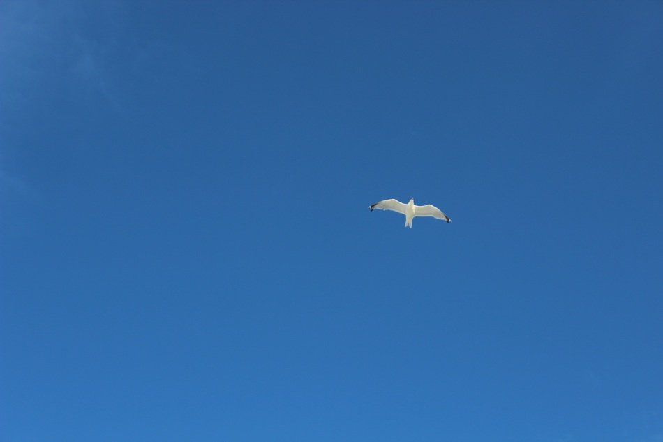 seagull blue sky nature background