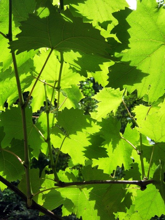 wine vine leaves sunny background