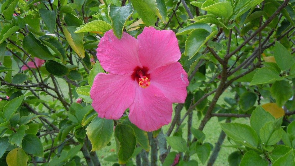 hibiscus pink flowers petals