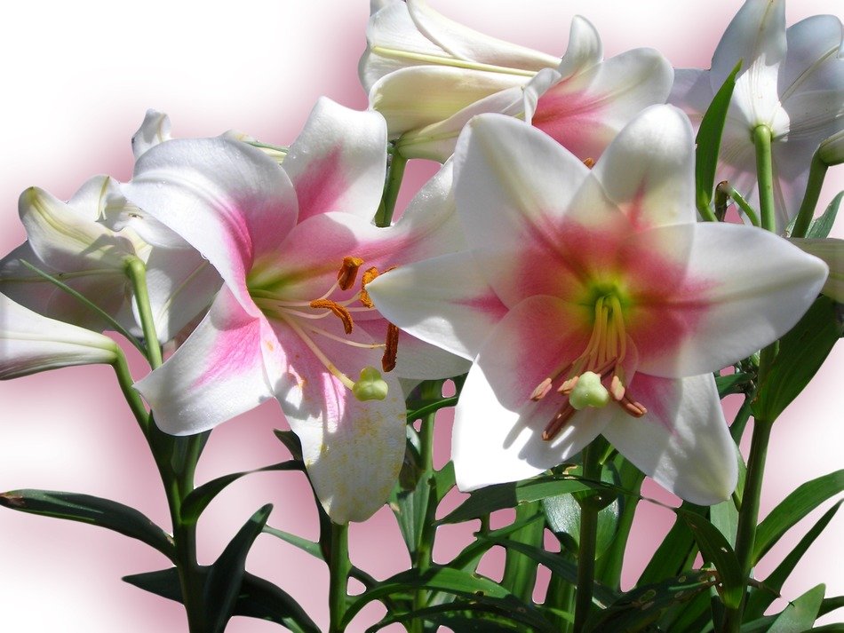 lilies flowers pink spring bloom