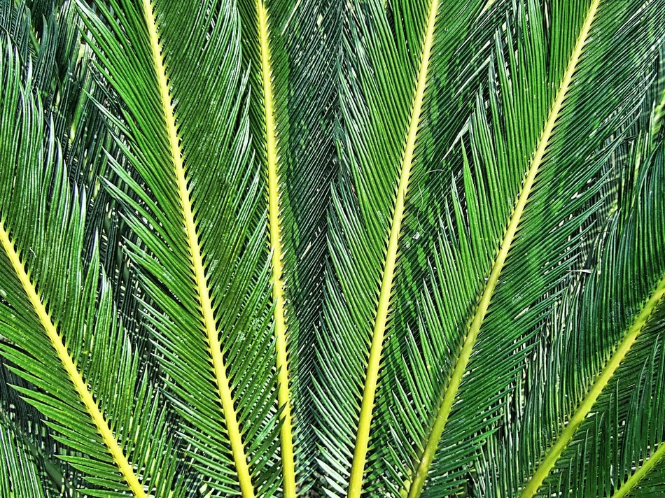fern texture rays green leaves