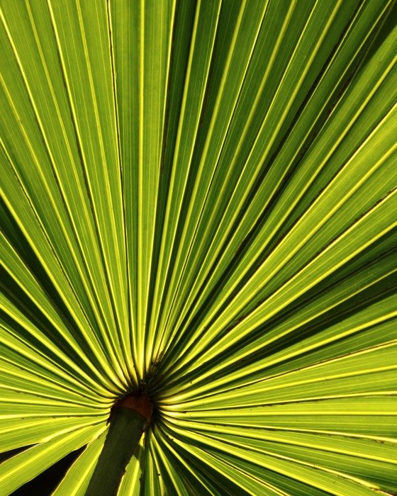 palm leaf tropical