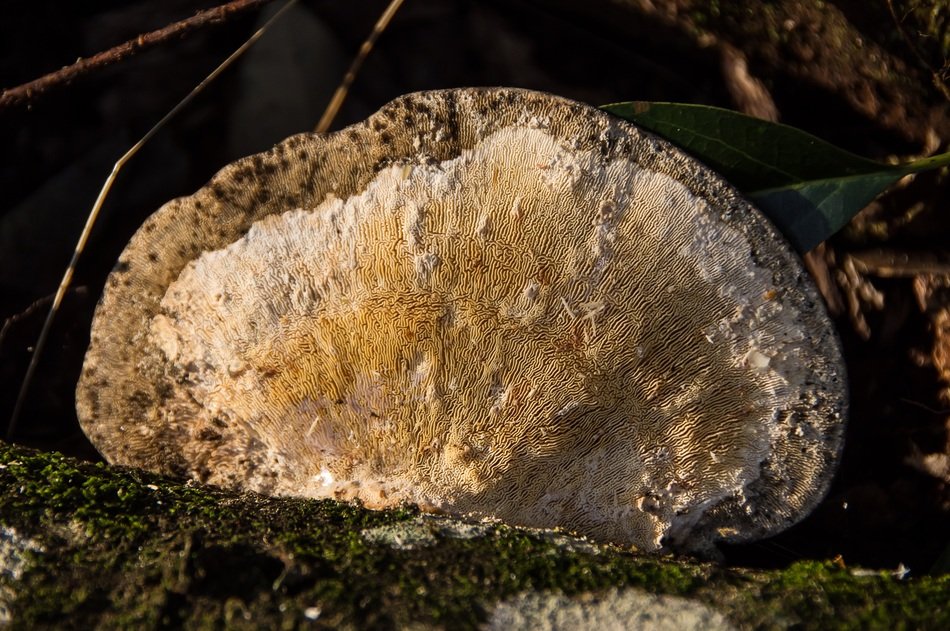 fungus cream brown mushroom