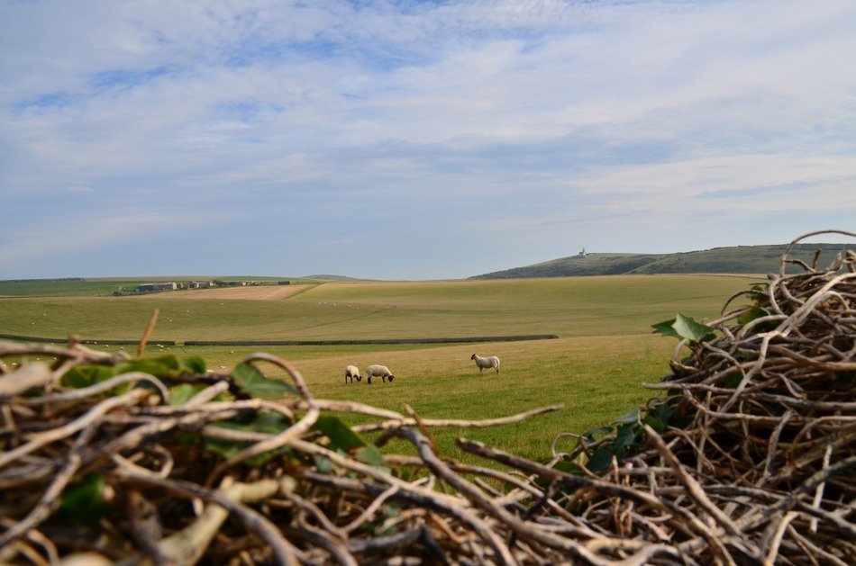 sheep lighthouse countryside