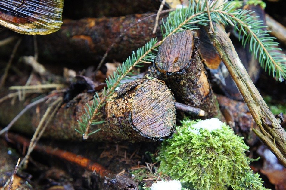 wood sawn tree sawed off like