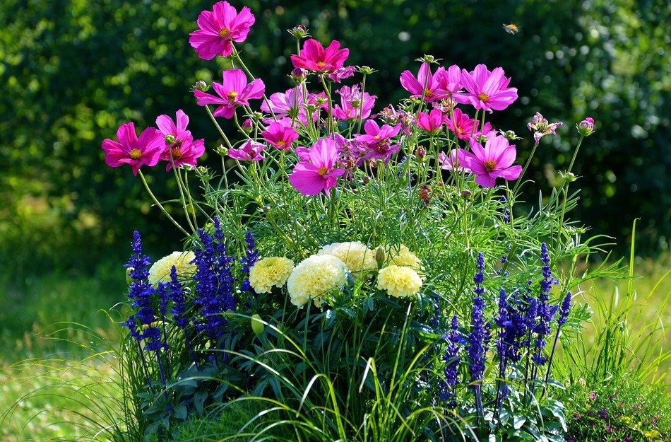 Natural flowers in the flowerbed