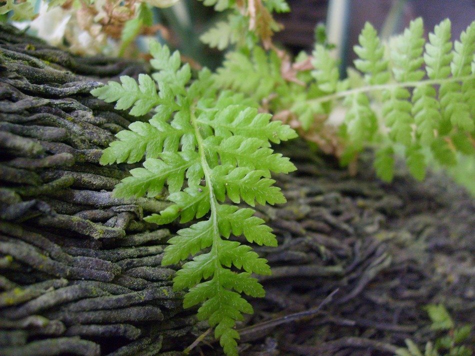 ferns leaves bark trees plants