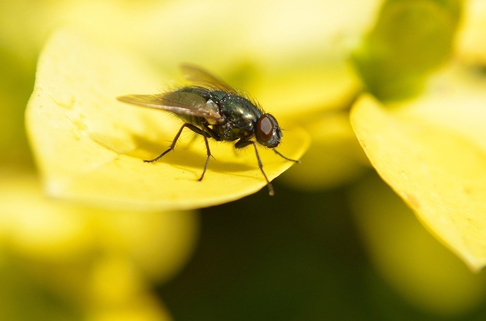 fly leaf animal macro yellow
