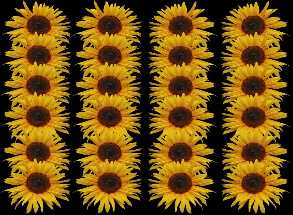 sunflower series texture background