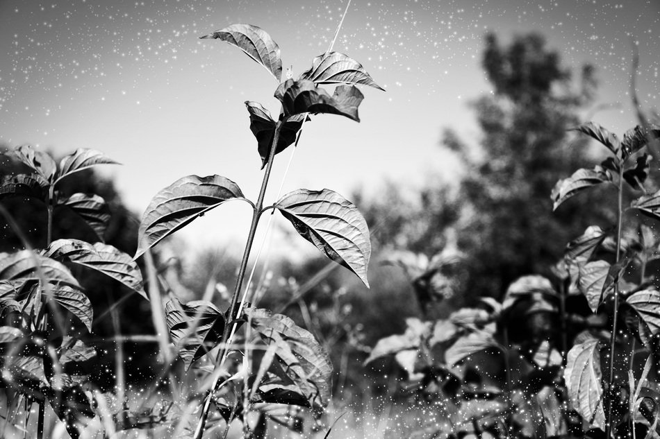 leaves grass black and white