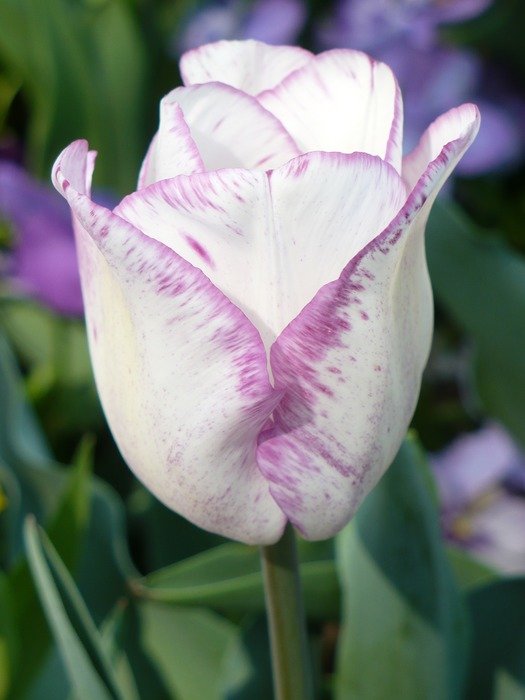 tulips white violet petals purple