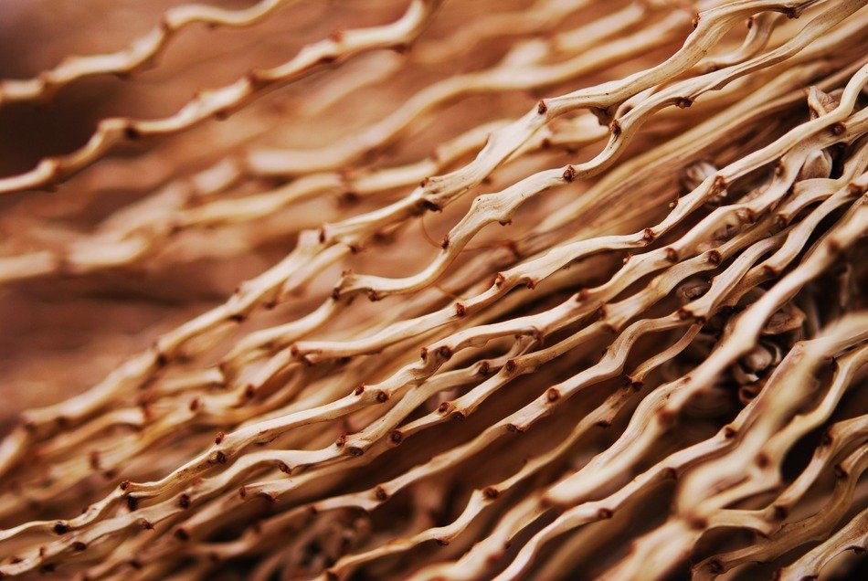 plants brown fibers fibre stems