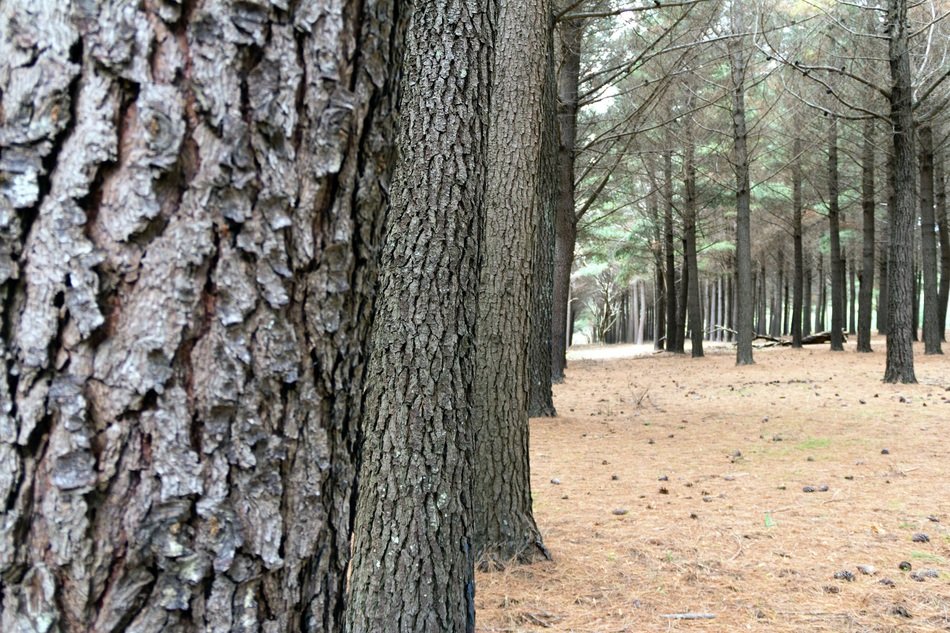 forrest tree environment pattern