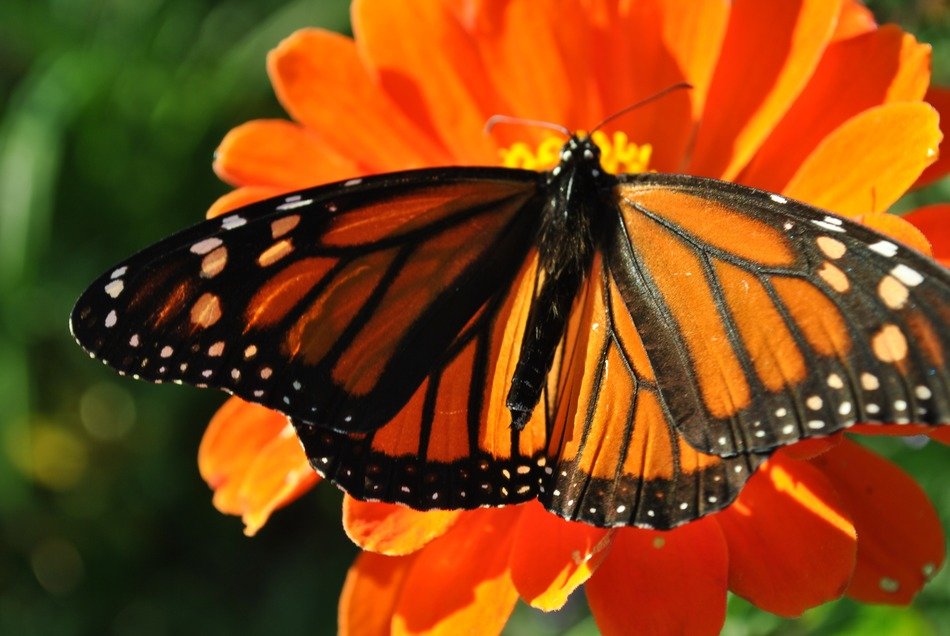 orange flowers butterfly monarch