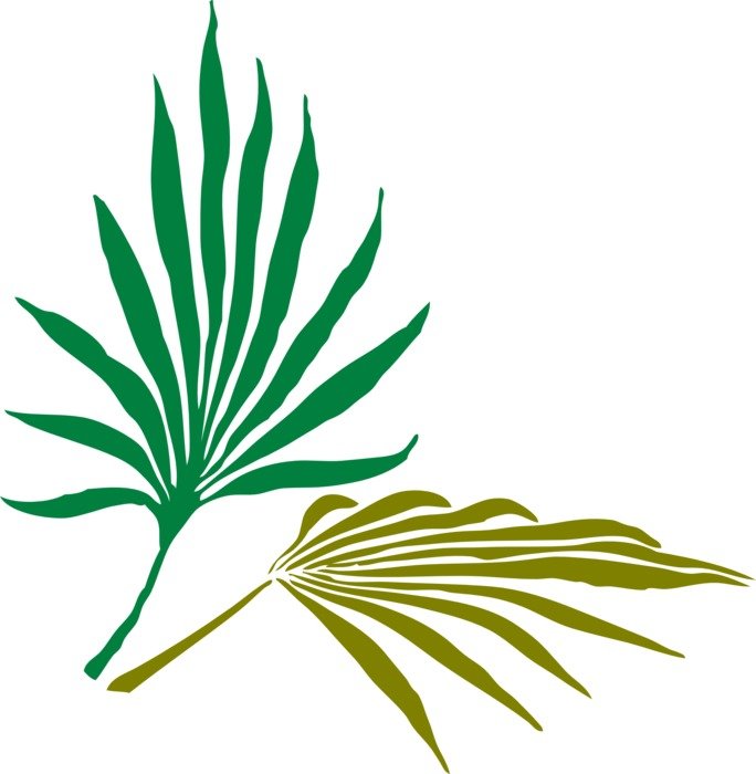palm leaves tropical nature