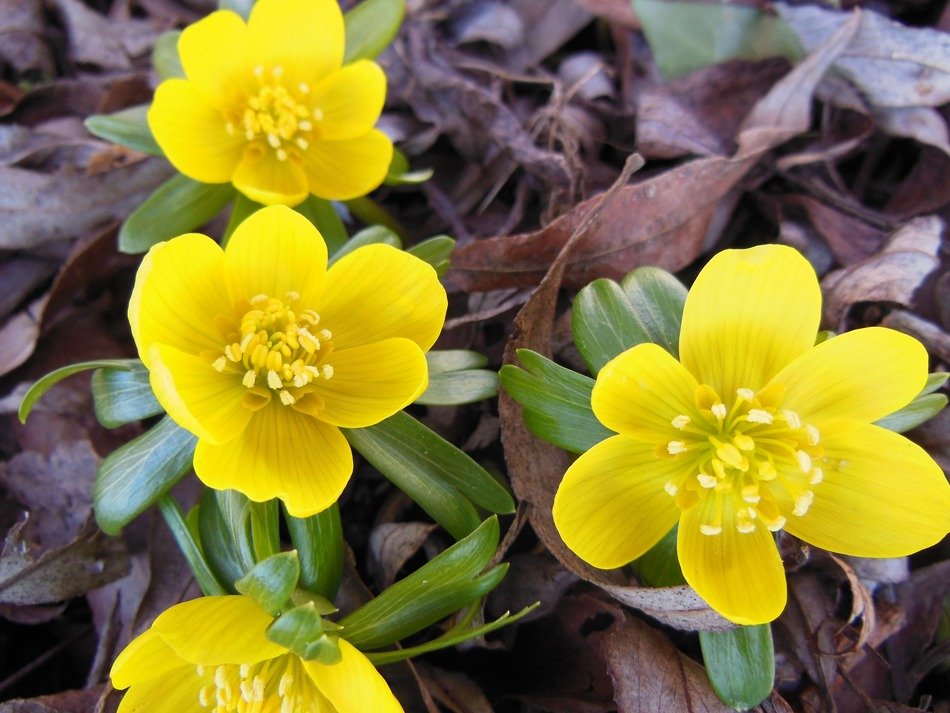 flowers eranthis herald of spring