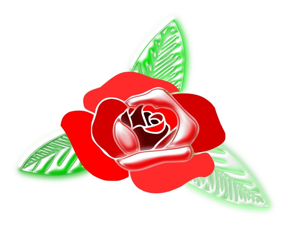 rose flower colors design