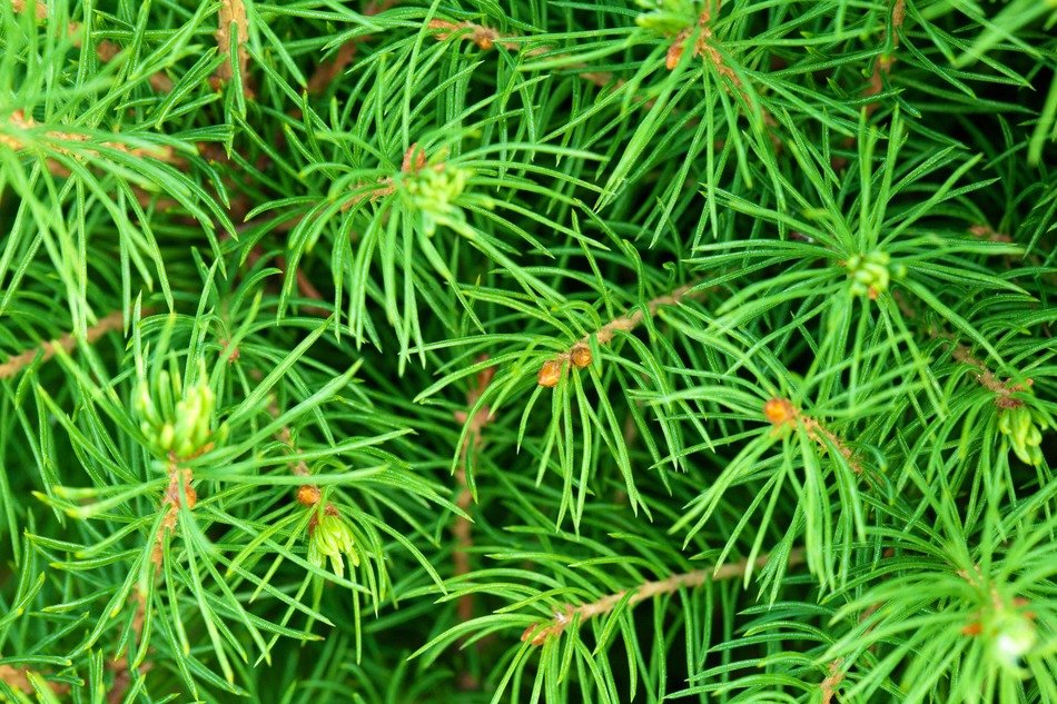 background branch branches