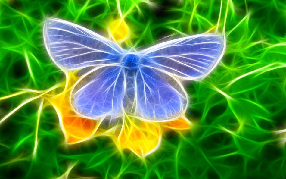 butterfly graffity wallpaper nature