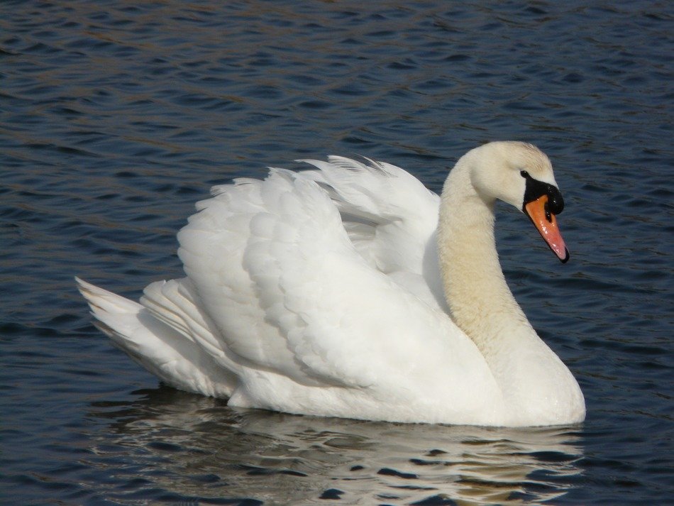swan white waterbirds swimming
