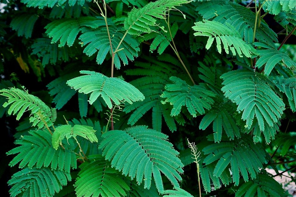 green leaves of the plant