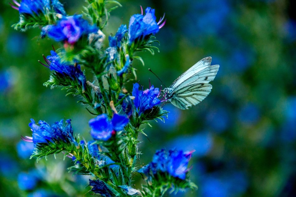 butterfly insect animal summer